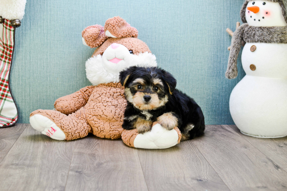 Sweet Morkie Baby