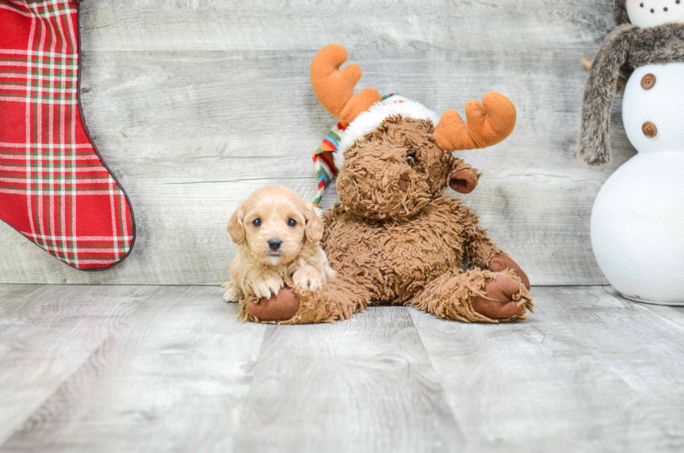 Small Cavapoo Baby