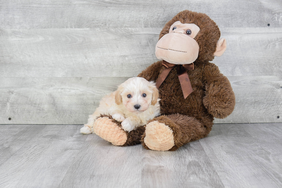 Maltipoo Puppy for Adoption