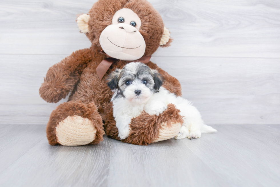 Little Havanese Purebred Pup