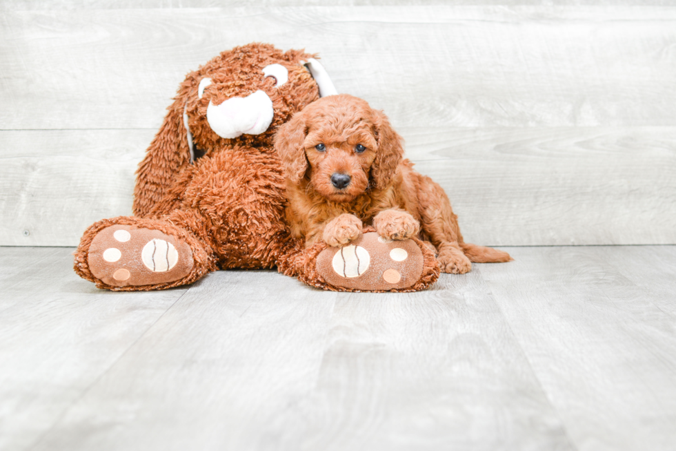 Best Mini Goldendoodle Baby