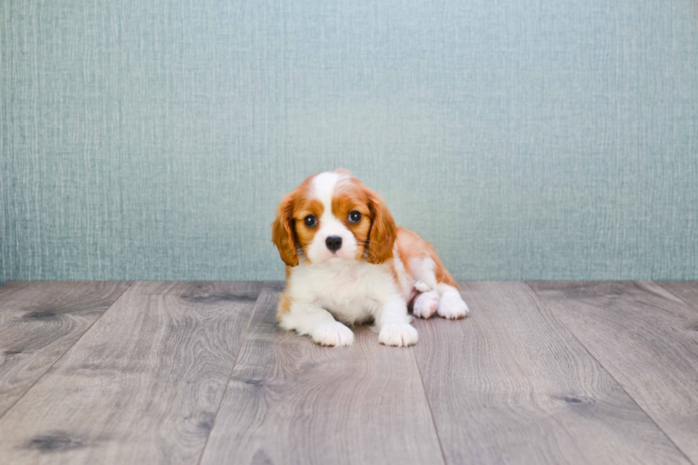 Adorable Cavalier King Charles Spaniel Purebred Puppy