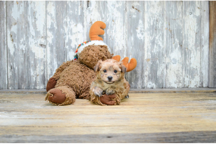 Best Morkie Baby