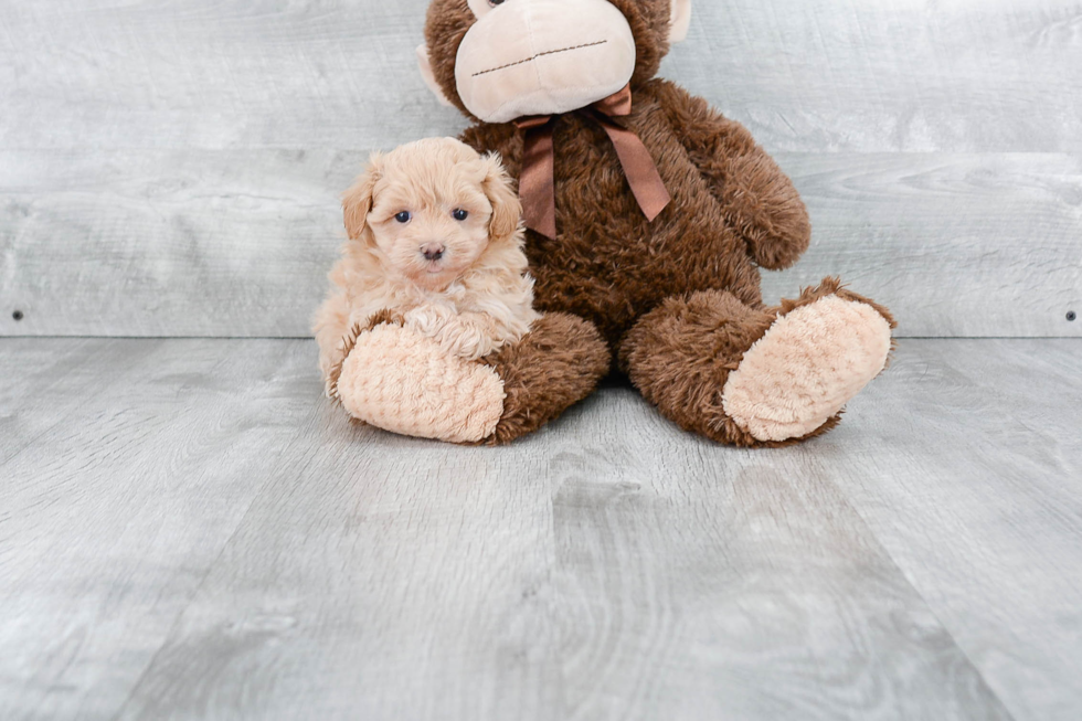 Small Maltipoo Baby