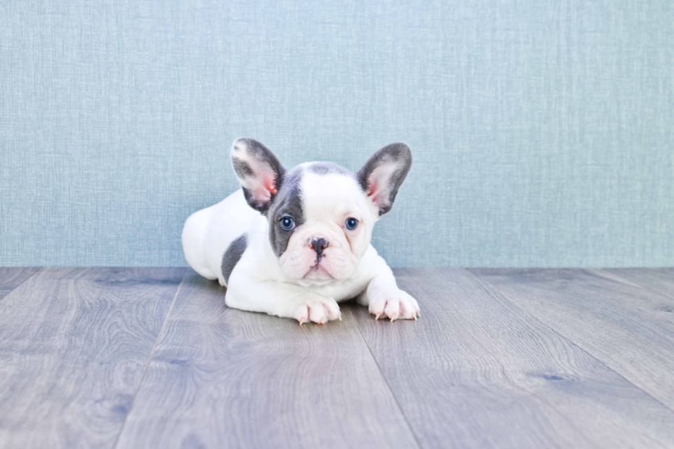 Smart Frenchie Purebred Puppy