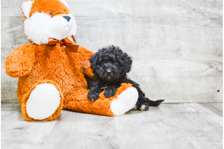 Cute Labradoodle Baby