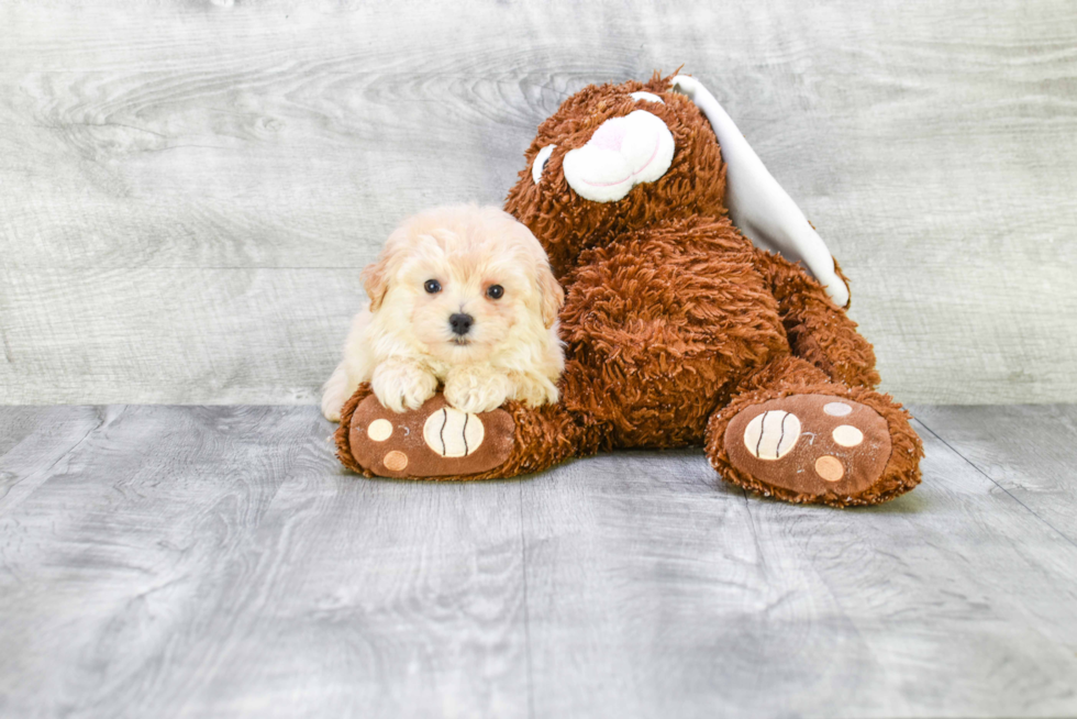 Energetic Maltese Poodle Poodle Mix Puppy