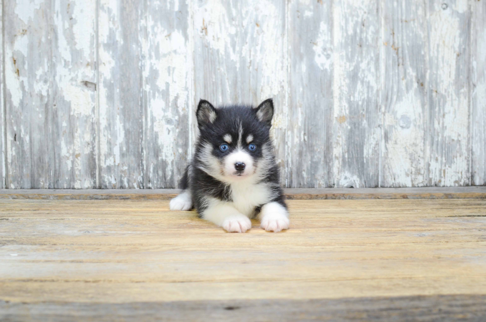 Smart Pomsky Designer Pup