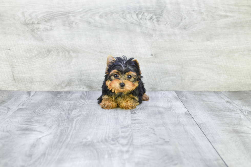 Meet Ronaldo - our Yorkshire Terrier Puppy Photo 