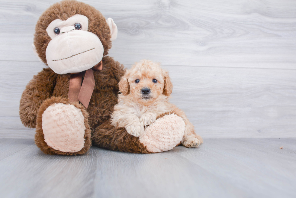 Best Mini Goldendoodle Baby