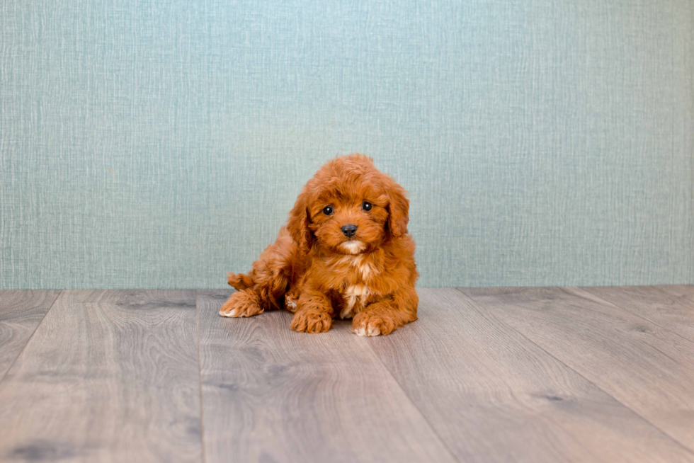 Friendly Cavapoo Baby