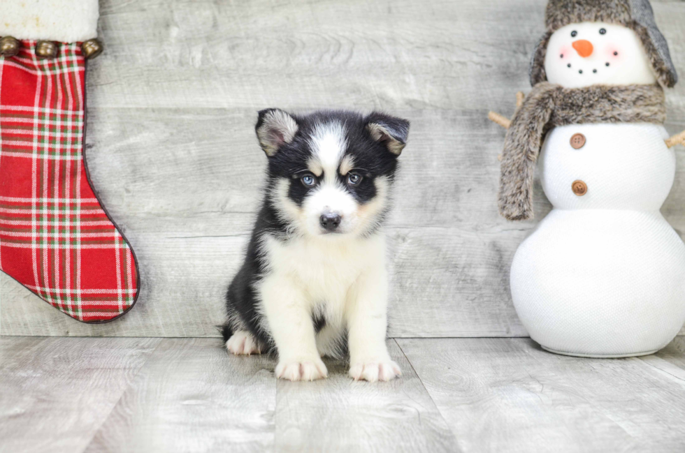 Pomsky Pup Being Cute