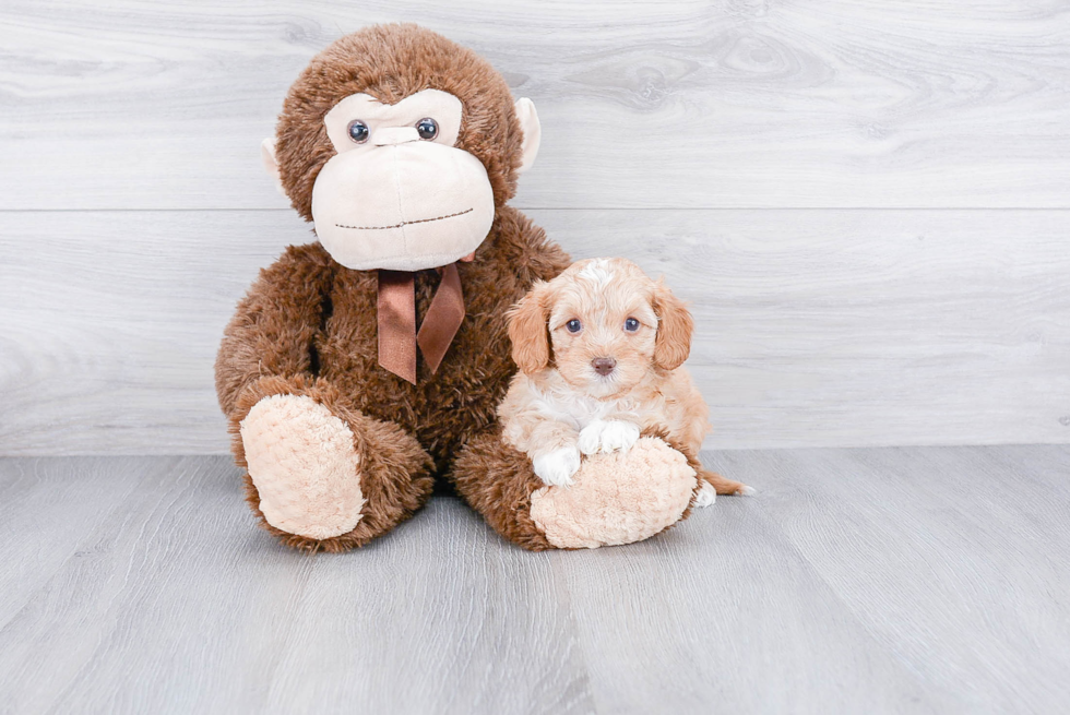 Popular Cavapoo Poodle Mix Pup