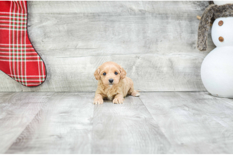 Best Cavapoo Baby