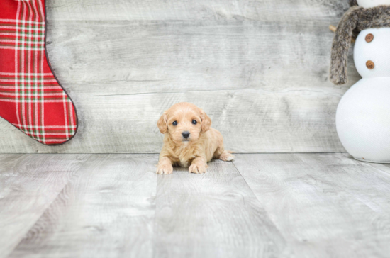 Best Cavapoo Baby