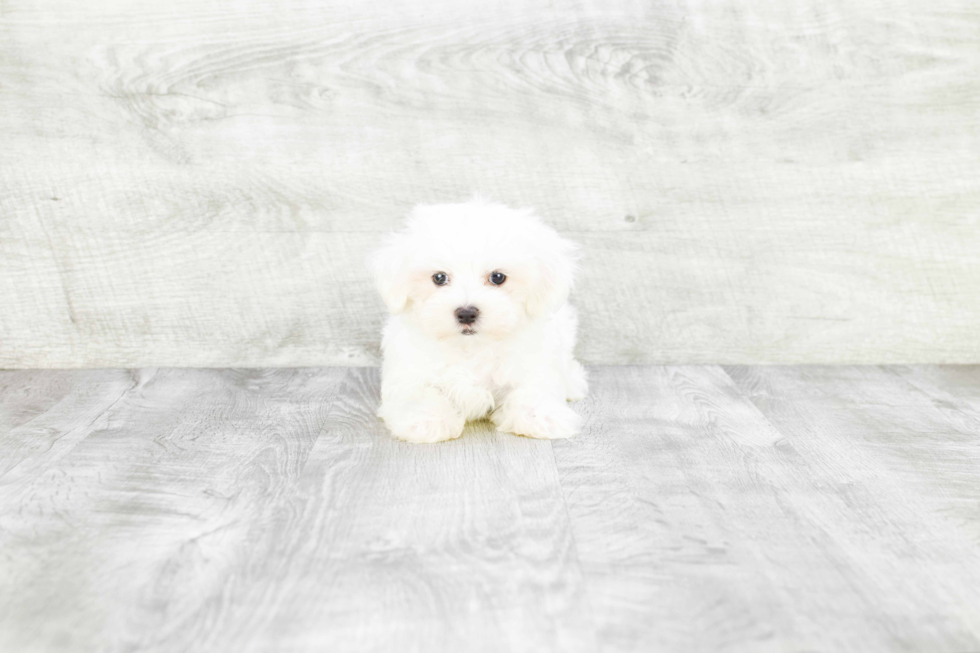 Maltese Pup Being Cute