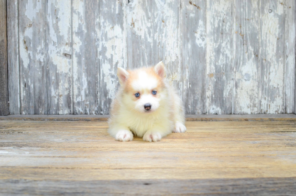 Best Pomsky Baby