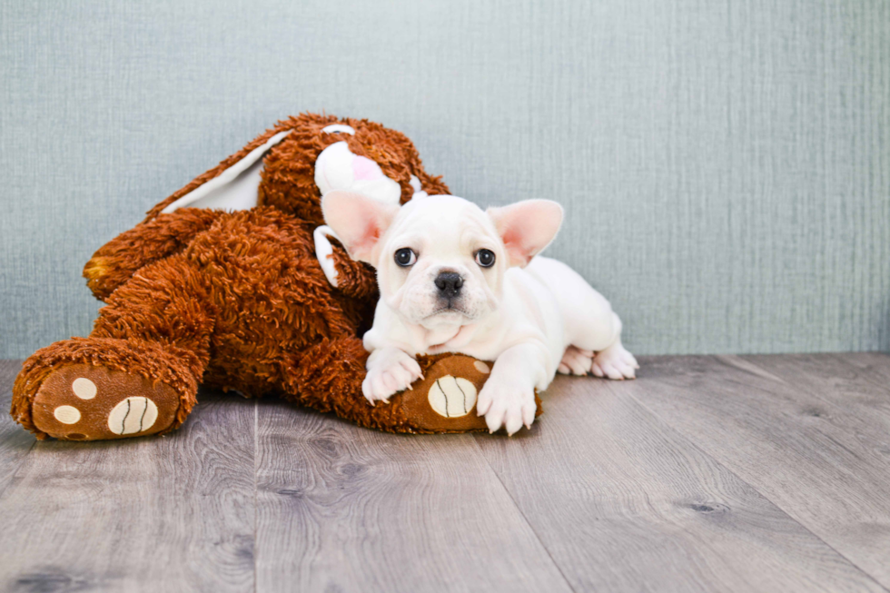 French Bulldog Puppy for Adoption