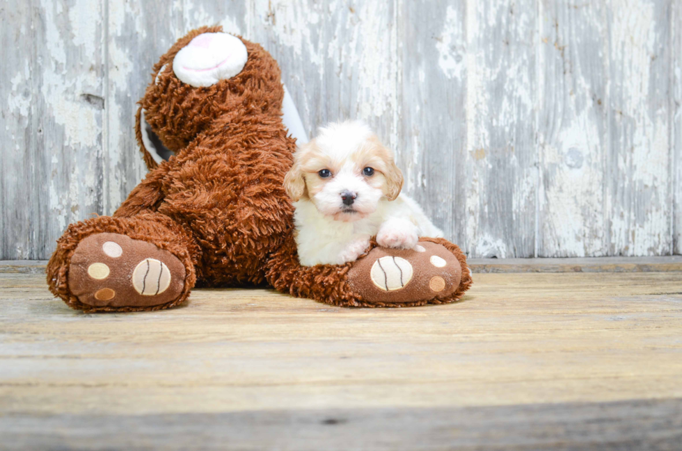 Popular Cavachon Designer Pup