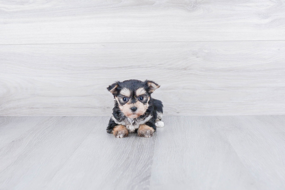 Smart Morkie Designer Pup