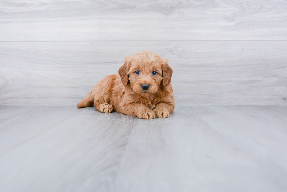 Mini Goldendoodle Pup Being Cute