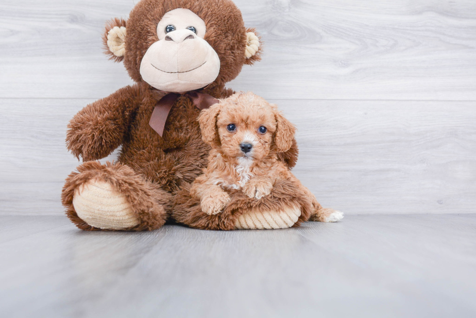 Cavapoo Pup Being Cute