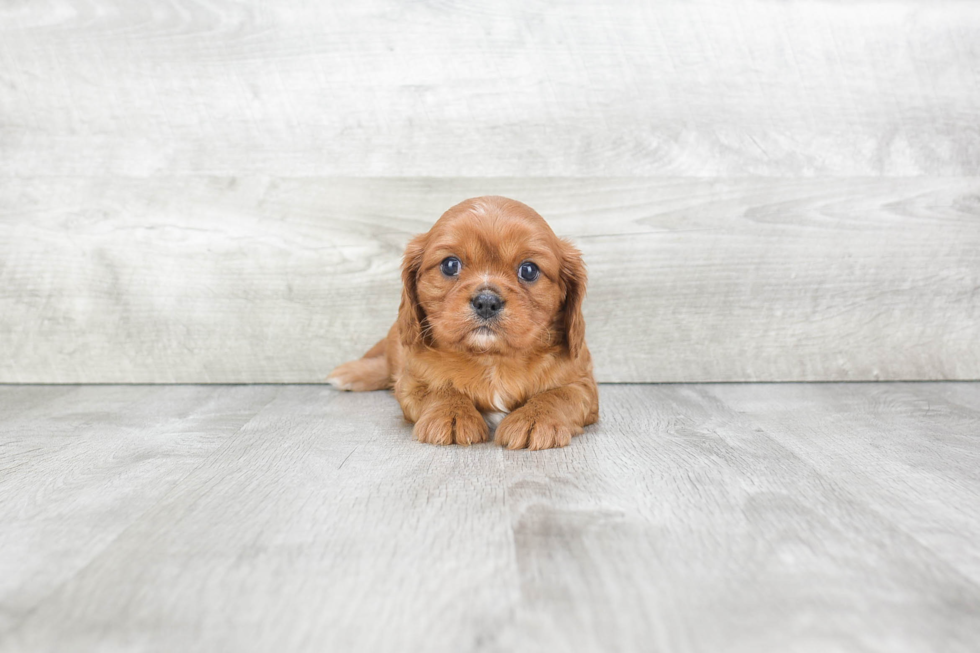 Funny Cavalier King Charles Spaniel Baby