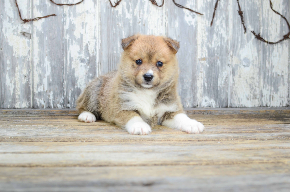 Pomsky Puppy for Adoption