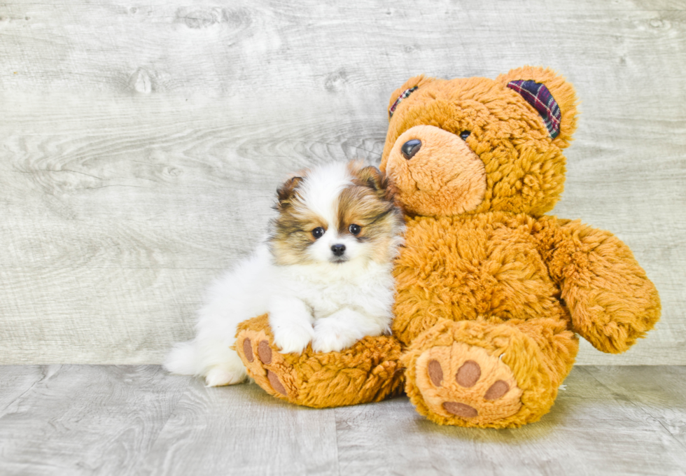 Hypoallergenic Pomeranian Purebred Pup