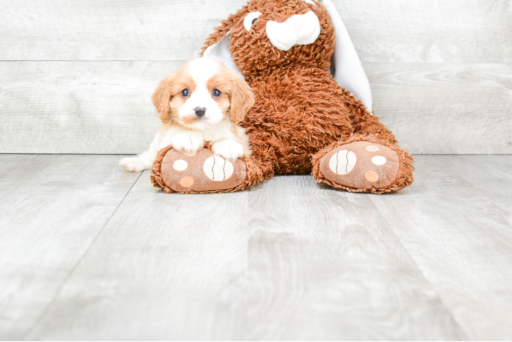 Cavalier King Charles Spaniel Puppy for Adoption