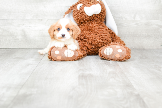 Cavalier King Charles Spaniel Puppy for Adoption