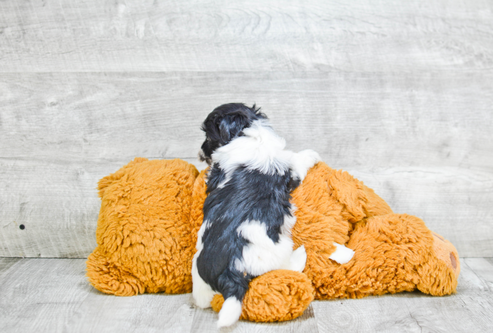 Little Havanese Purebred Pup