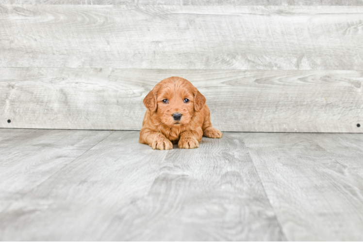 Mini Goldendoodle Pup Being Cute