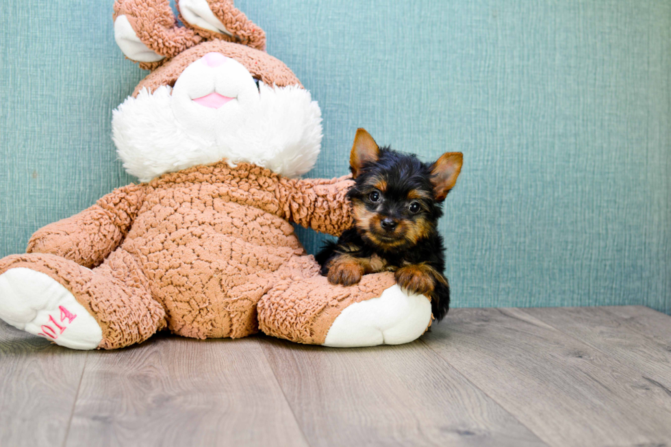 Meet Rascal - our Yorkshire Terrier Puppy Photo 