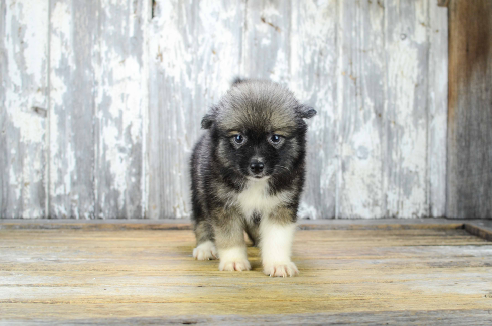 Hypoallergenic Mini Husky Designer Puppy