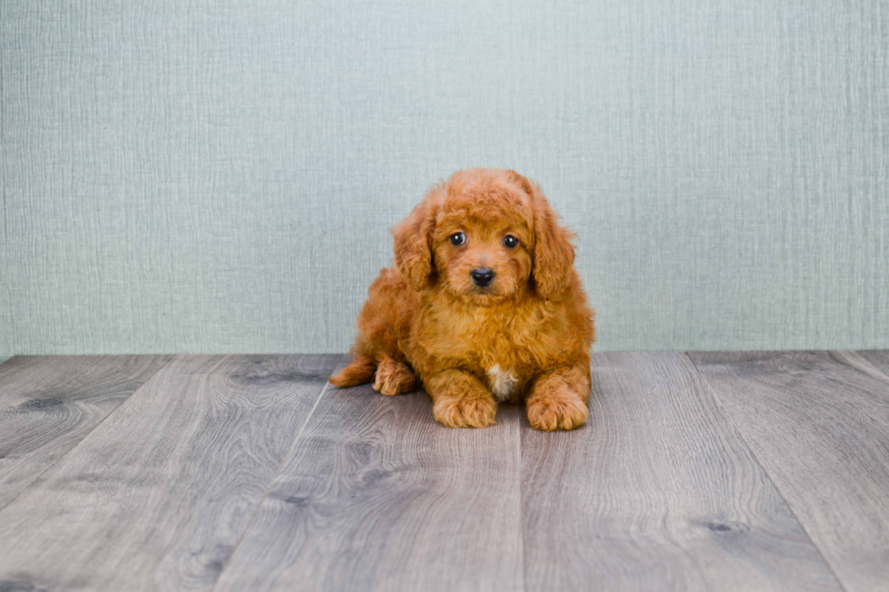 Cavapoo Pup Being Cute