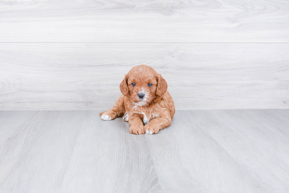 Petite Cavapoo Poodle Mix Pup