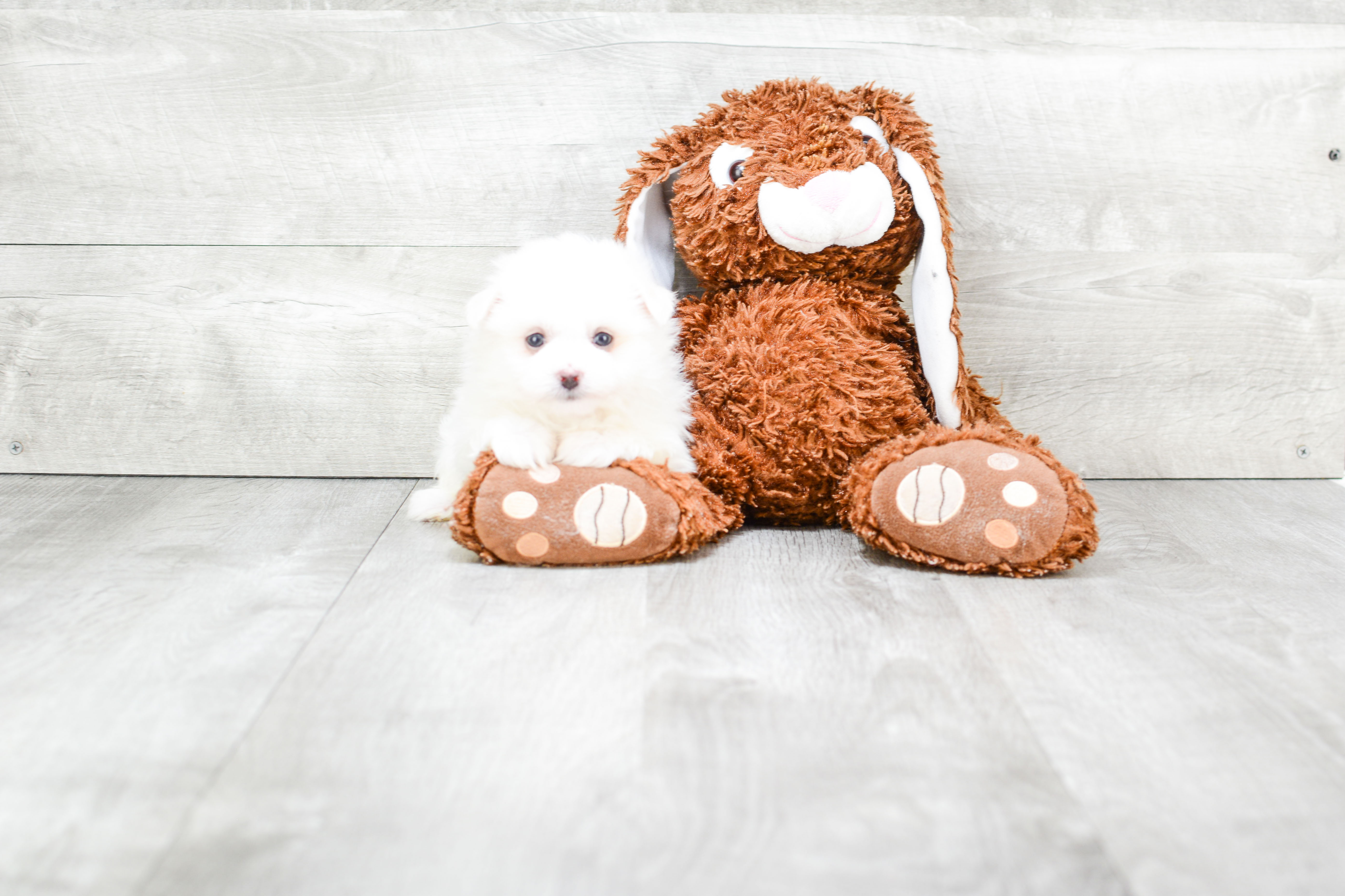 Maltipom Pup Being Cute