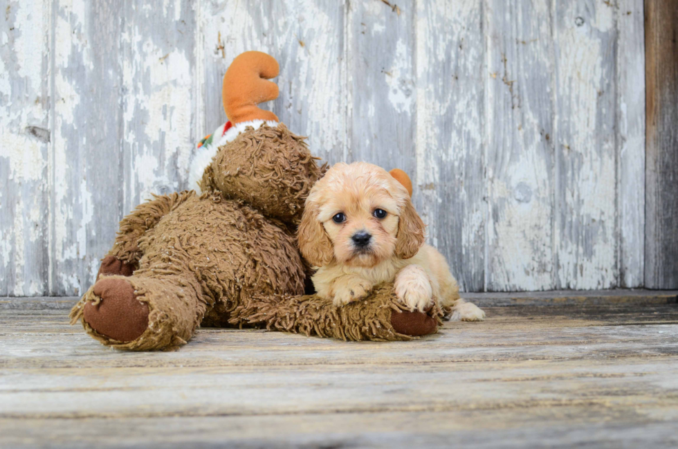 Cavachon Puppy for Adoption