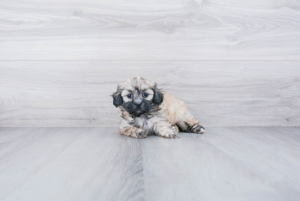 Playful Shichon Designer Puppy
