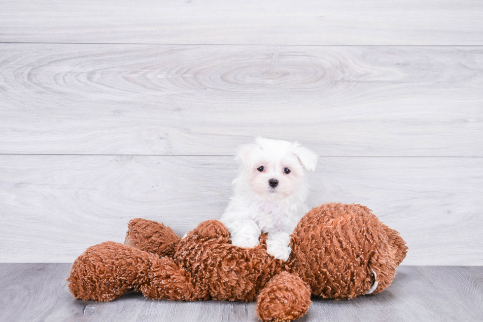 Maltese Pup Being Cute