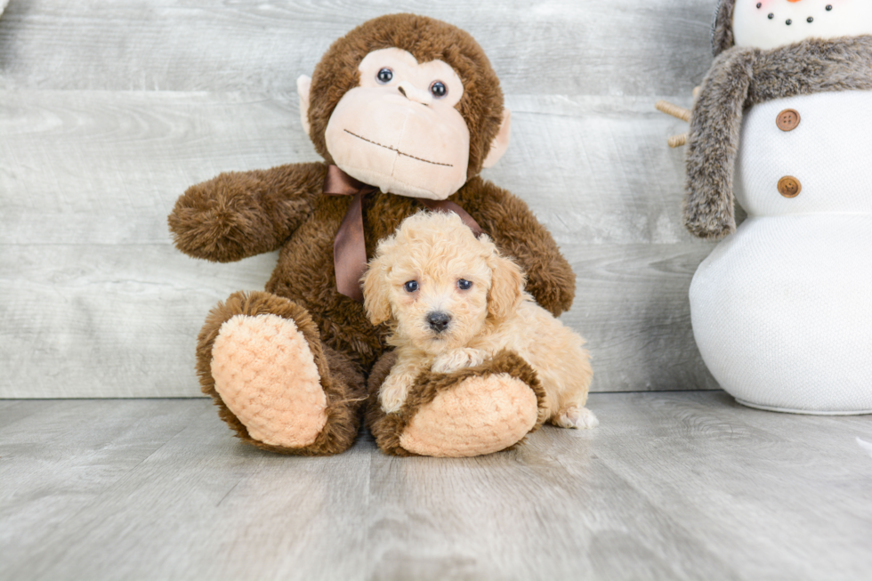 Best Maltipoo Baby