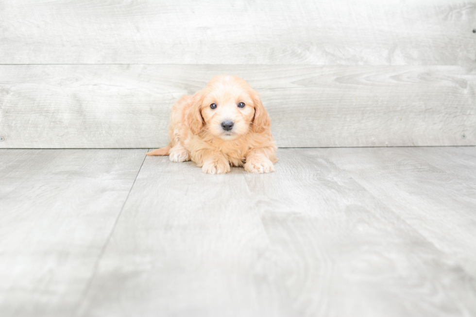 Mini Goldendoodle Pup Being Cute