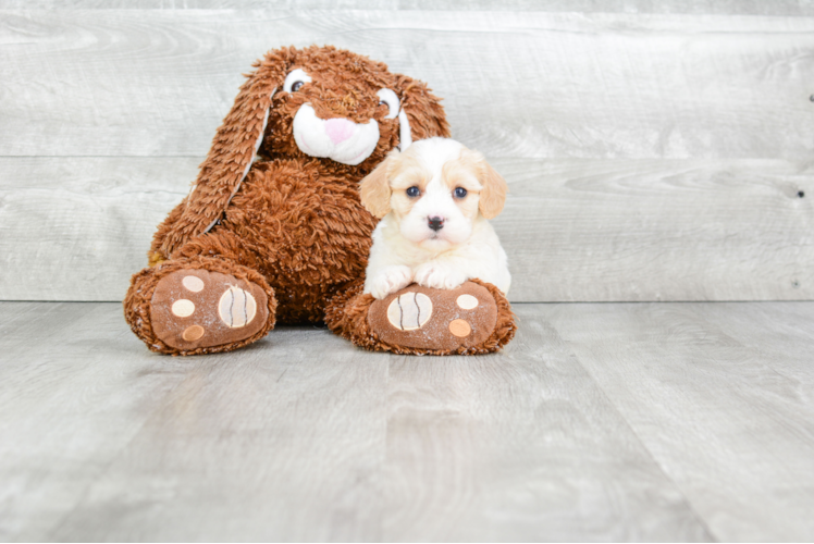 Popular Cavachon Designer Pup