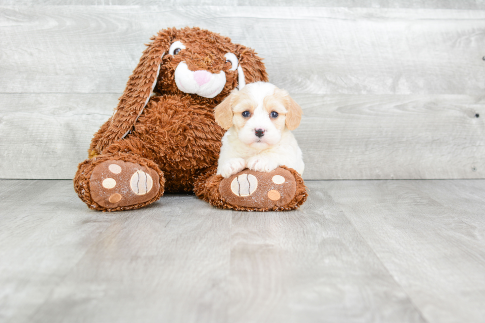 Popular Cavachon Designer Pup