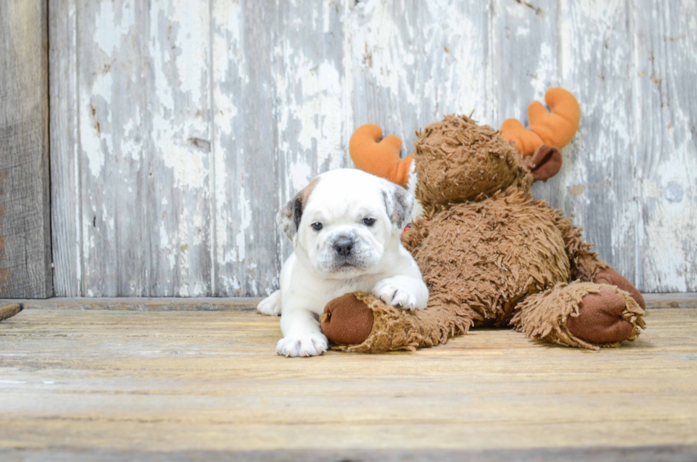 Cute English Bulldog Mix Pup