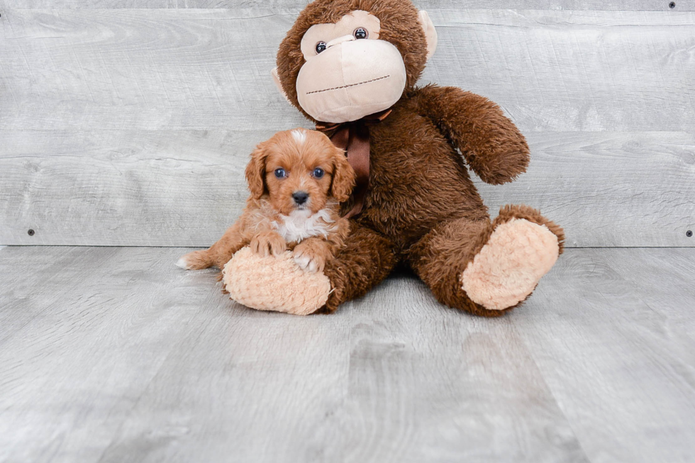 Cavapoo Pup Being Cute