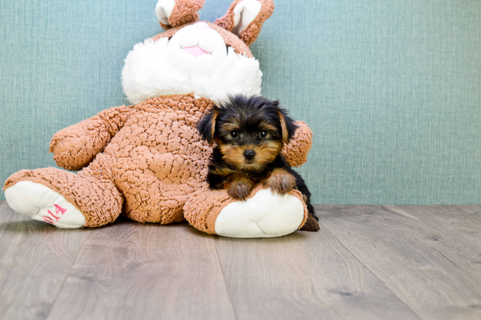 Meet Izzie - our Yorkshire Terrier Puppy Photo 