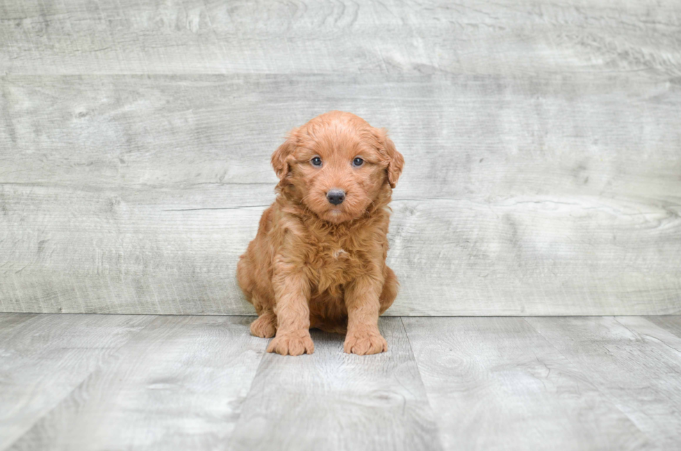 Small Mini Goldendoodle Baby
