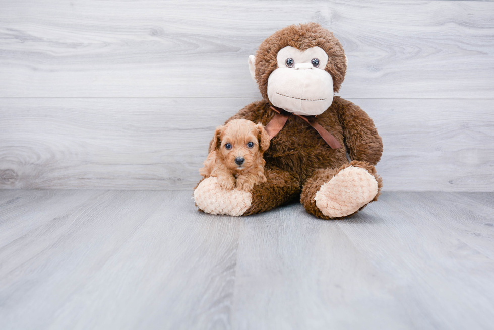 Cavapoo Pup Being Cute